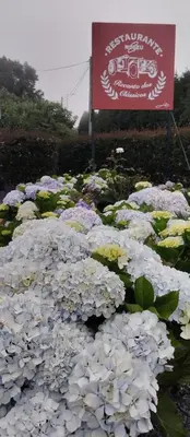 a bunch of white flowers in front of a sign at Classic Car House in Santa Cruz