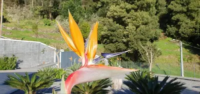 a colorful flower in a garden in a yard at Casa Avós & Netas, Fantastic View, Near the Nature! in Arco da Calheta