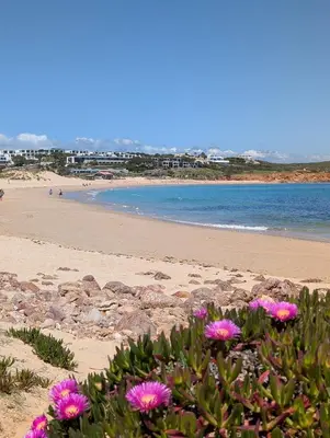 a beach with pink flowers in front of the water at Apartamento Sagres Sunset in Sagres