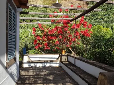 a plant with red flowers in a pot on a porch at Casa da Madalena do Mar in Madalena do Mar