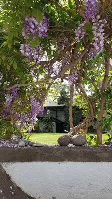 a tree with purple flowers in a garden at Casa da Madalena do Mar in Madalena do Mar