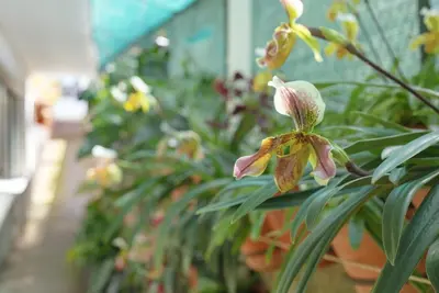 a close up of a plant with pink flowers at Levada Residence in Funchal