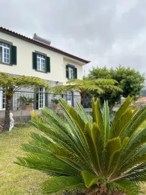 a palm tree in front of a house at Guest House Santinhos in Estreito da Calheta