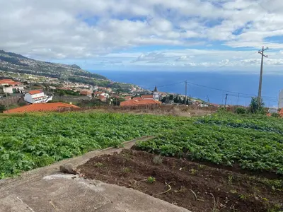 a field of crops with the ocean in the background at Guest House Santinhos in Estreito da Calheta