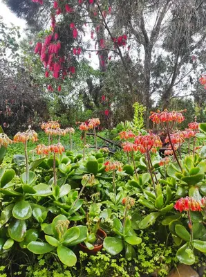 a garden with red flowers and green plants at Casa da Cabana in Budens