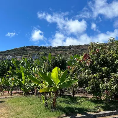 a bunch of banana trees in a field at As Casinhas da Madeira - Cosy Stone Cottage in a subtropical garden in Arco da Calheta