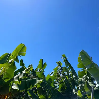 a banana tree with a blue sky in the background at As Casinhas da Madeira - Cosy Stone Cottage in a subtropical garden in Arco da Calheta