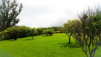 a field of green grass with trees and bushes at Quintinha das Achadas in Achadas da Cruz