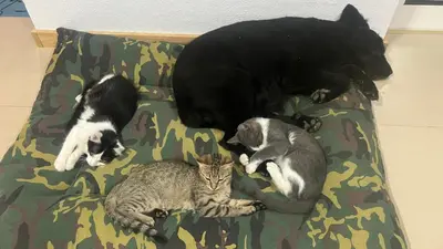 a group of three cats and a dog laying on a couch at Casa Azul in São Vicente