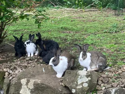 a group of rabbits laying in the grass at Casa Azul in São Vicente