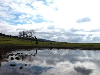 a reflection of a tree in a body of water at Casa do Bisbis in Lanceiros