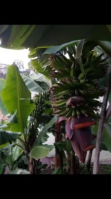 a bunch of bananas hanging from a banana tree at House in Camara de Lobos in Estreito de Câmara de Lobos