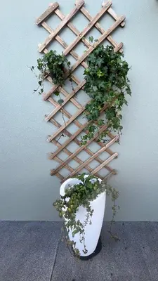 a planter in front of a wall with a plant at Casa da Rocha by Pleasantconcept in Santana