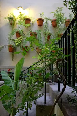 a bunch of potted plants on a wall at 29 Madeira Hostel in Funchal