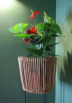 a vase with a plant in it at 29 Madeira Hostel in Funchal