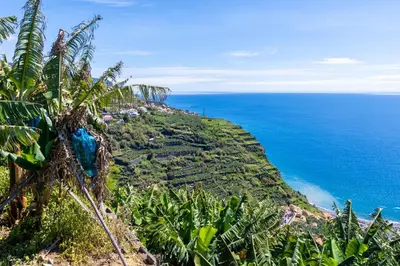 a view of the ocean from a hill with palm trees at Sleep Among the Bananas! Rustic Cottage with Trails at Your Doorstep in Ponta do Sol