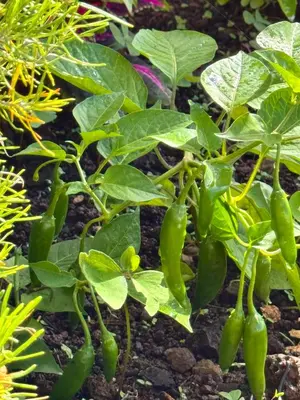 a bunch of green peppers growing on a plant at Moradia Abreu in Santa Cruz
