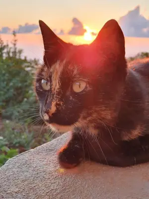 a black cat laying on a rock at sunset at Beautiful View 3 Arco da Calheta - Ilha da Madeira in Arco da Calheta