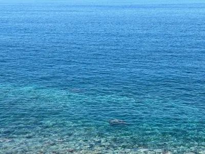 a turtle swimming in the water near a beach at Suite Bela Vigia 3 in Jardim do Mar