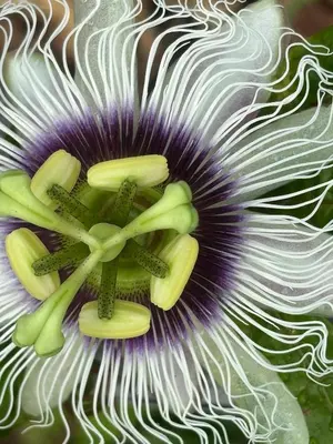 a close up of a purple and white flower at Suite Bela Vigia 3 in Jardim do Mar
