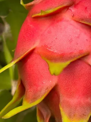 a close up of a red and yellow flower at Suite Bela Vigia 3 in Jardim do Mar