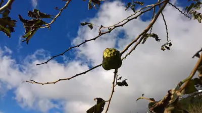 a green fruit hanging from a tree branch at Casal São João Cottages in Fajã da Ovelha