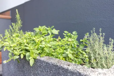 a planter filled with green plants in front of a wall at Vila Margot by Rent-a-key in Caniço