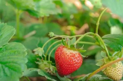 a strawberry is growing on a strawberry plant at Villa Miradouro da Baleia (Heated Pool optional) in Ponta do Sol