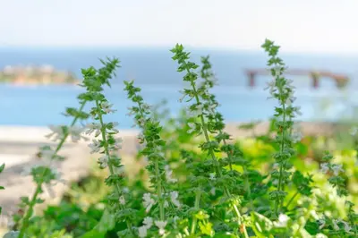 a plant with white flowers in front of a beach at Villa Miradouro da Baleia (Heated Pool optional) in Ponta do Sol