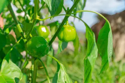 a bunch of green peppers growing on a plant at Villa Miradouro da Baleia (Heated Pool optional) in Ponta do Sol