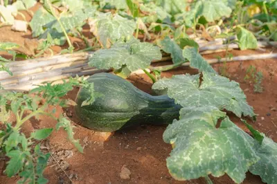 a discarded cabbageplant laying on the ground next to a plant at Villa Miradouro da Baleia (Heated Pool optional) in Ponta do Sol