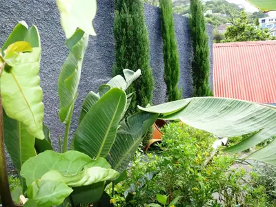 a bunch of green plants in front of a wall at Villa in Porto da Cruz with Ocean Views in Porto da Cruz