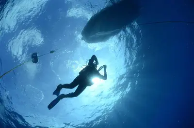 a person swimming in the water with a whale at Vilas Espírito Santo in Porto Santo