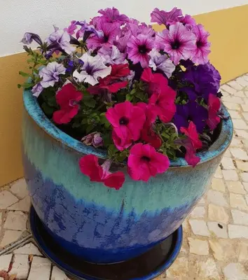 a blue vase filled with purple and pink flowers at Wanderlust - Beautiful Villa in Aljezur in Aljezur