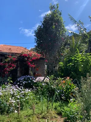 a garden in front of a house with flowers at Pico Paraiso Madeira in Ponta do Sol