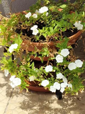 a potted plant with white flowers in it at Hortasol A in Funchal