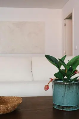 a plant sitting on a table next to a couch at Heart of Funchal 4 BD Apartment - Casa d Alma in Funchal