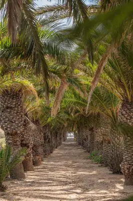 a row of palm trees lining a dirt road at Casa do Ribeiro Salgado II by An Island Apart in Porto Santo