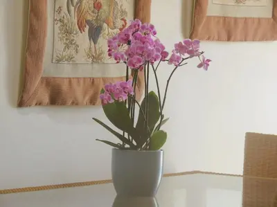 a white vase with purple flowers on a table at Casa Roma in Raposeira