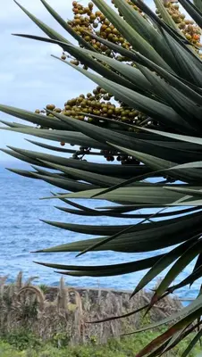a close up of a palm leaf with the ocean in the background at Taverna in São Jorge
