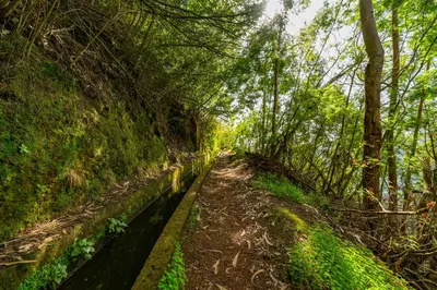 a path in a forest with trees and grass at Santiago apartment Alpine escape villa in Gaula