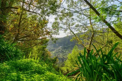 a view of the mountains from the forest at Santiago apartment Alpine escape villa in Gaula