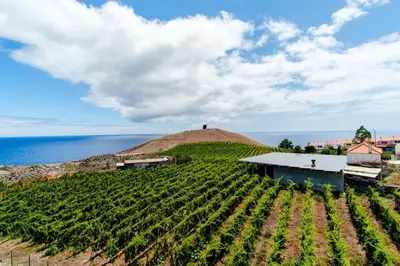 a vineyard with a hill in the background at GuestReady - Marvellous ocean view in Caniço in Caniço