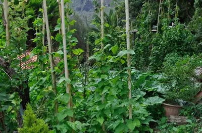 a garden with a bunch of plants and trees at Refúgio Guest House in São Vicente