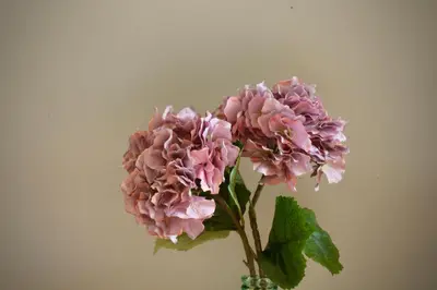 a bouquet of pink flowers in a vase at Like Home III - Apartamento com 2 quartos, ideal para famílias e amigos in Funchal