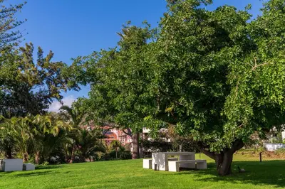 a tree in the middle of a green field at Acqua Residence I by An Island Apart in Funchal