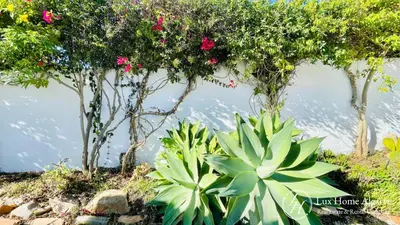 a group of trees and plants in the water at CasaÂncora - Sea View Rooftop - 1km Beach - Garden in Raposeira