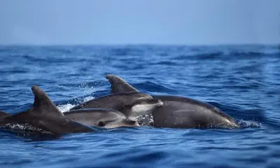 a group of dolphins swimming in the water at Enjoy Madeira 1 in Caniço