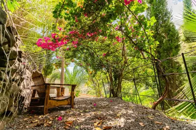a bench sitting under a tree with pink flowers at Casas da Terça - modern comfort in traditional houses set within 300sqm of private gardens to explore in Tábua