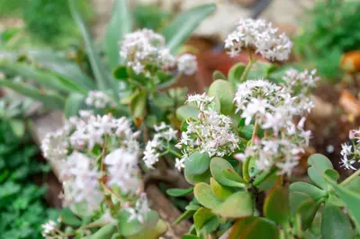 a plant with white flowers in a garden at Chalet du Solei- V022 in Salema